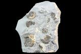 Ammonite (Promicroceras) Cluster - Somerset, England #86252-1